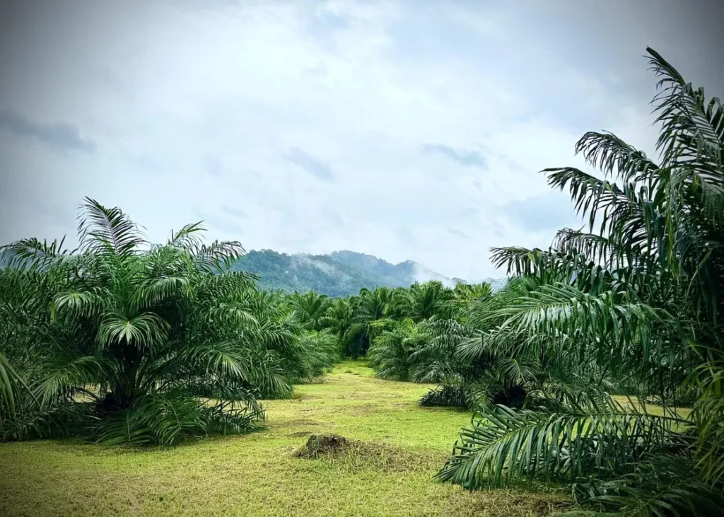 Thailand Boosts Biofuel Use Amid Energy Security Concerns