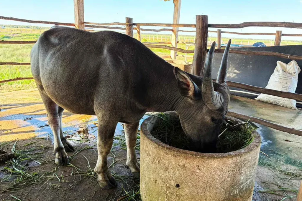 Talay Noi Swamp Buffalo Meat Gains Popularity