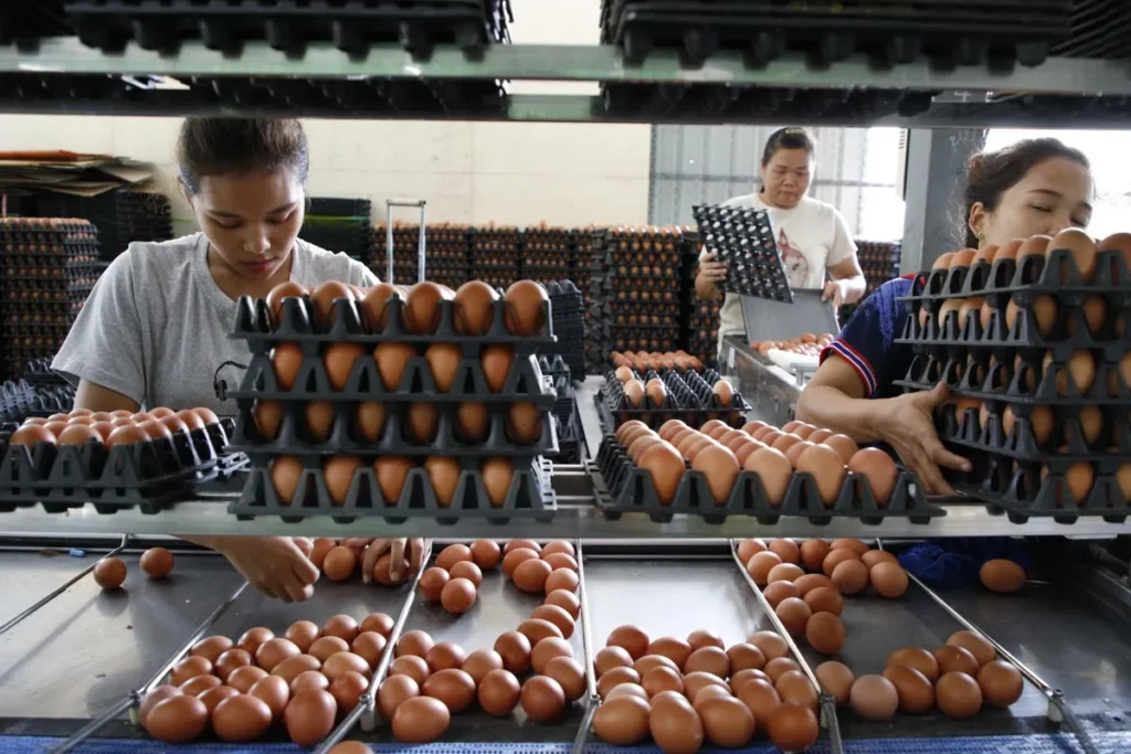 Egg Prices Surge to Two-Year High Amid Rising Farm Costs